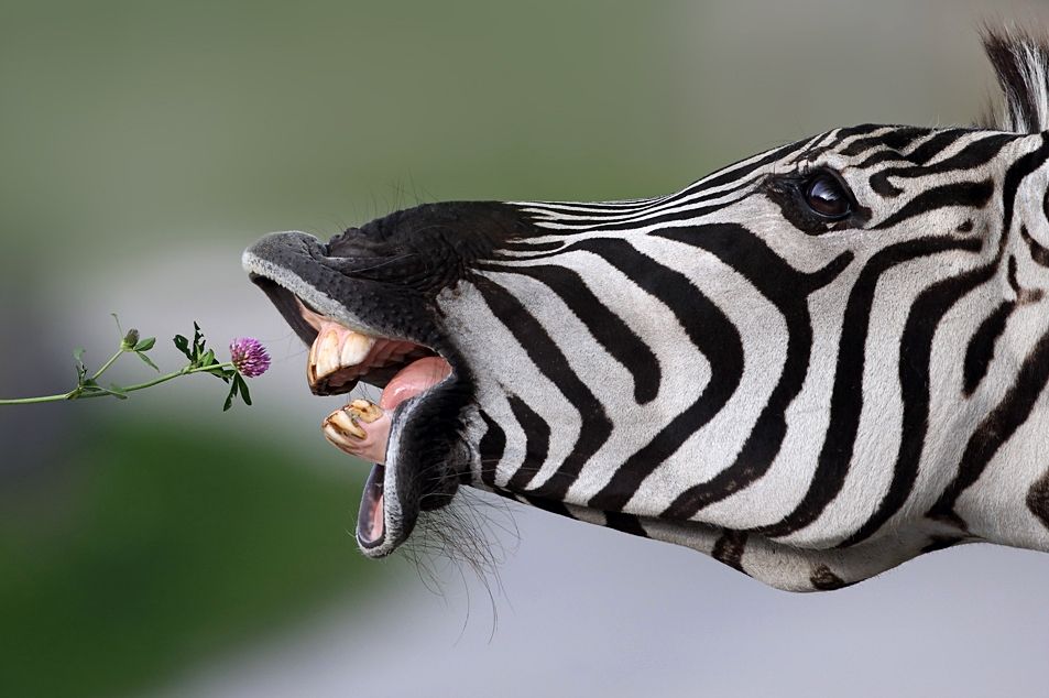 Zebra-novosti